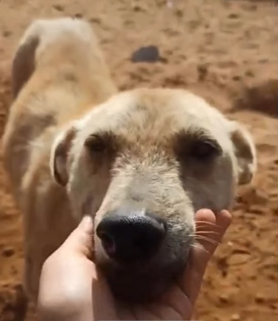 Maroua et un chien du sanctuaire