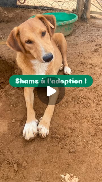 Vidéo de Shams sur Instagram